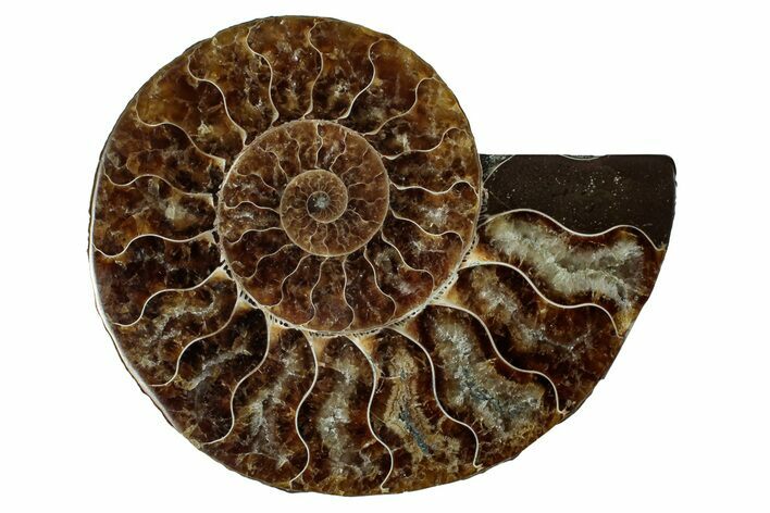 Cut & Polished Ammonite Fossil (Half) - Madagascar #344424